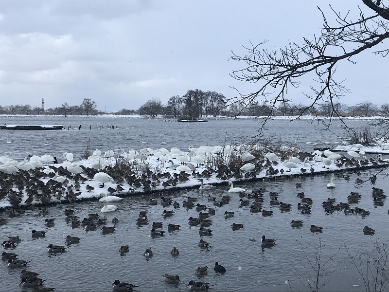 クリーンルームメールマガジン「新年のご挨拶」